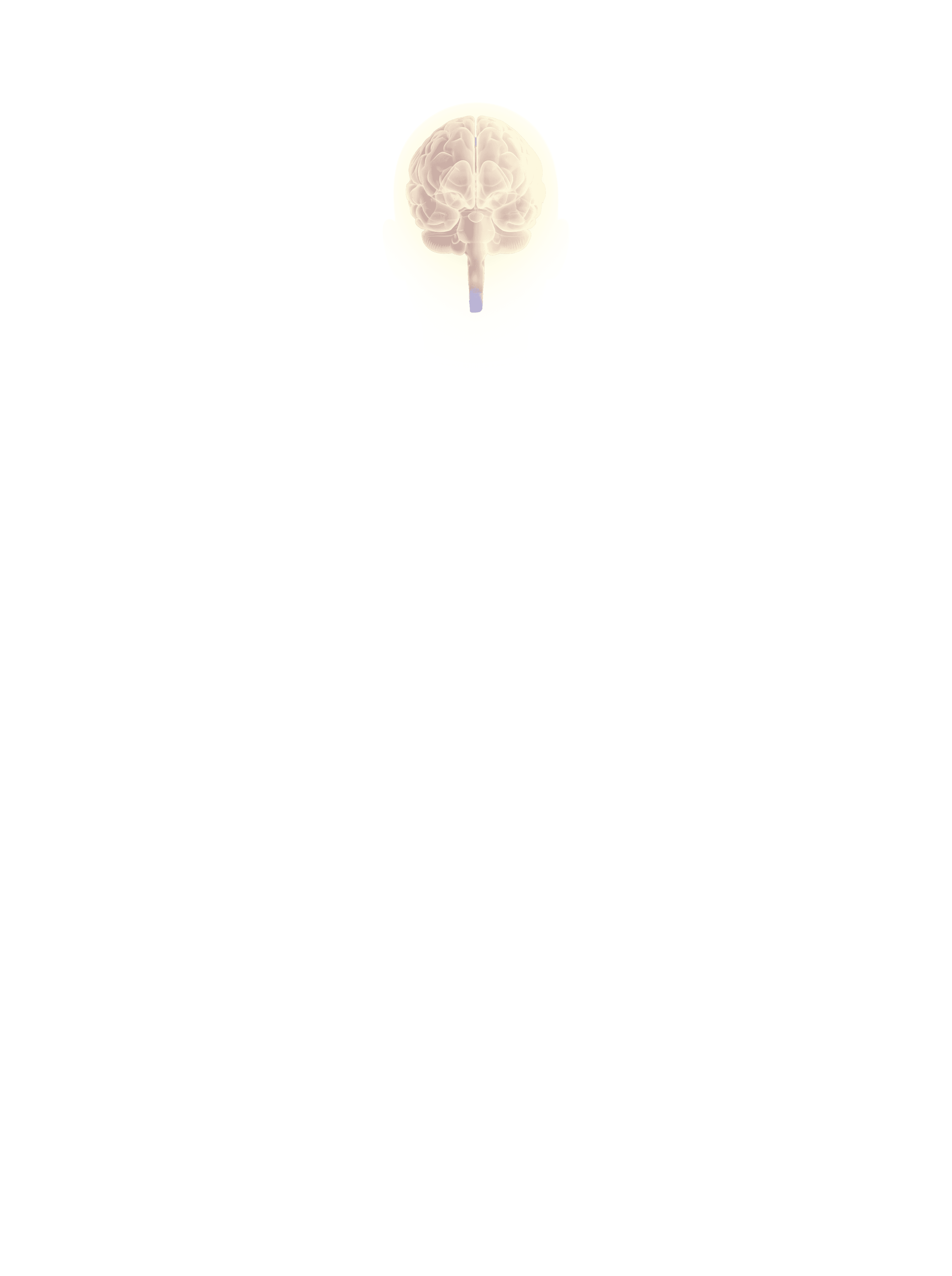 Brain overlay