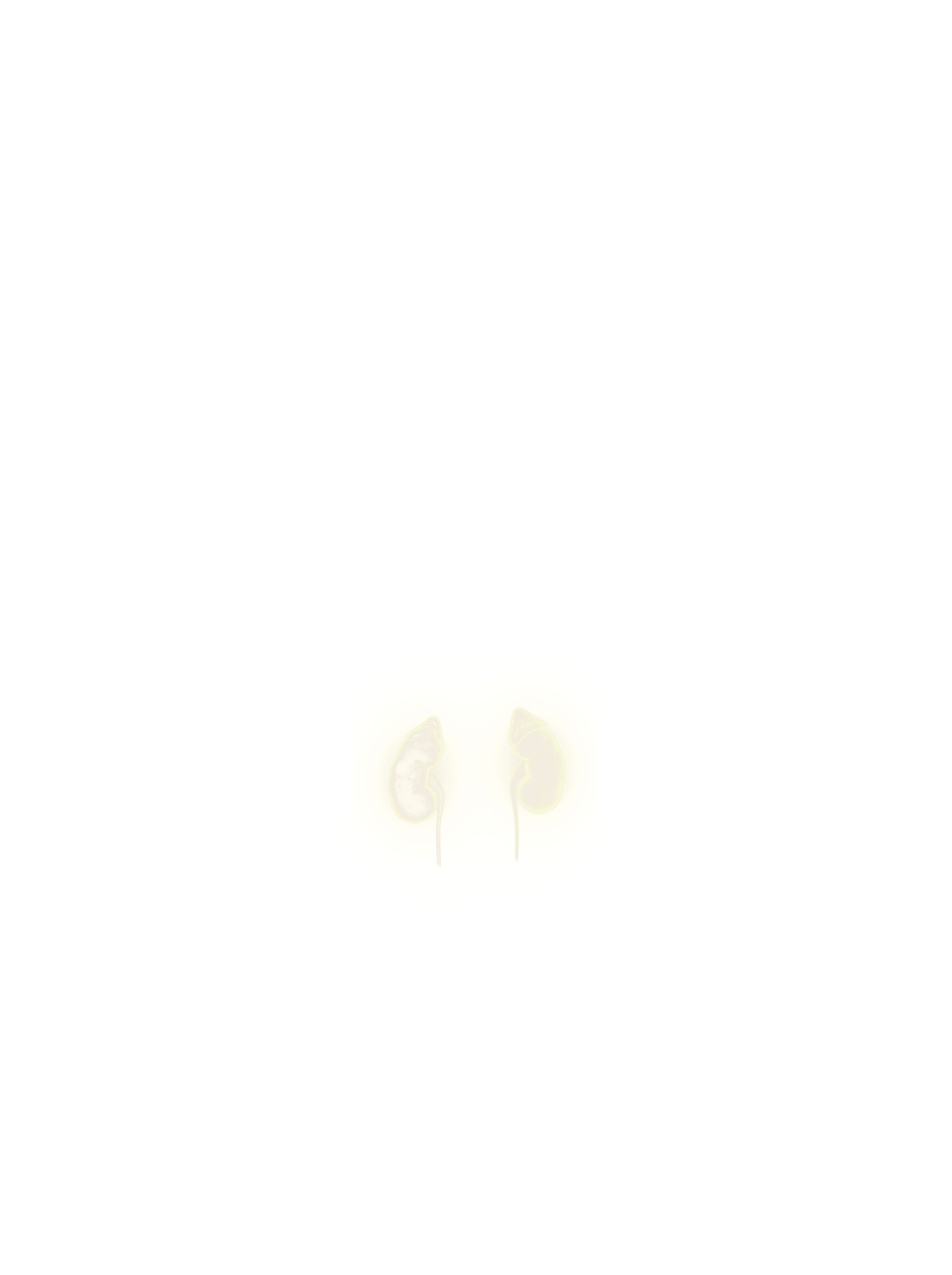 Kidneys overlay