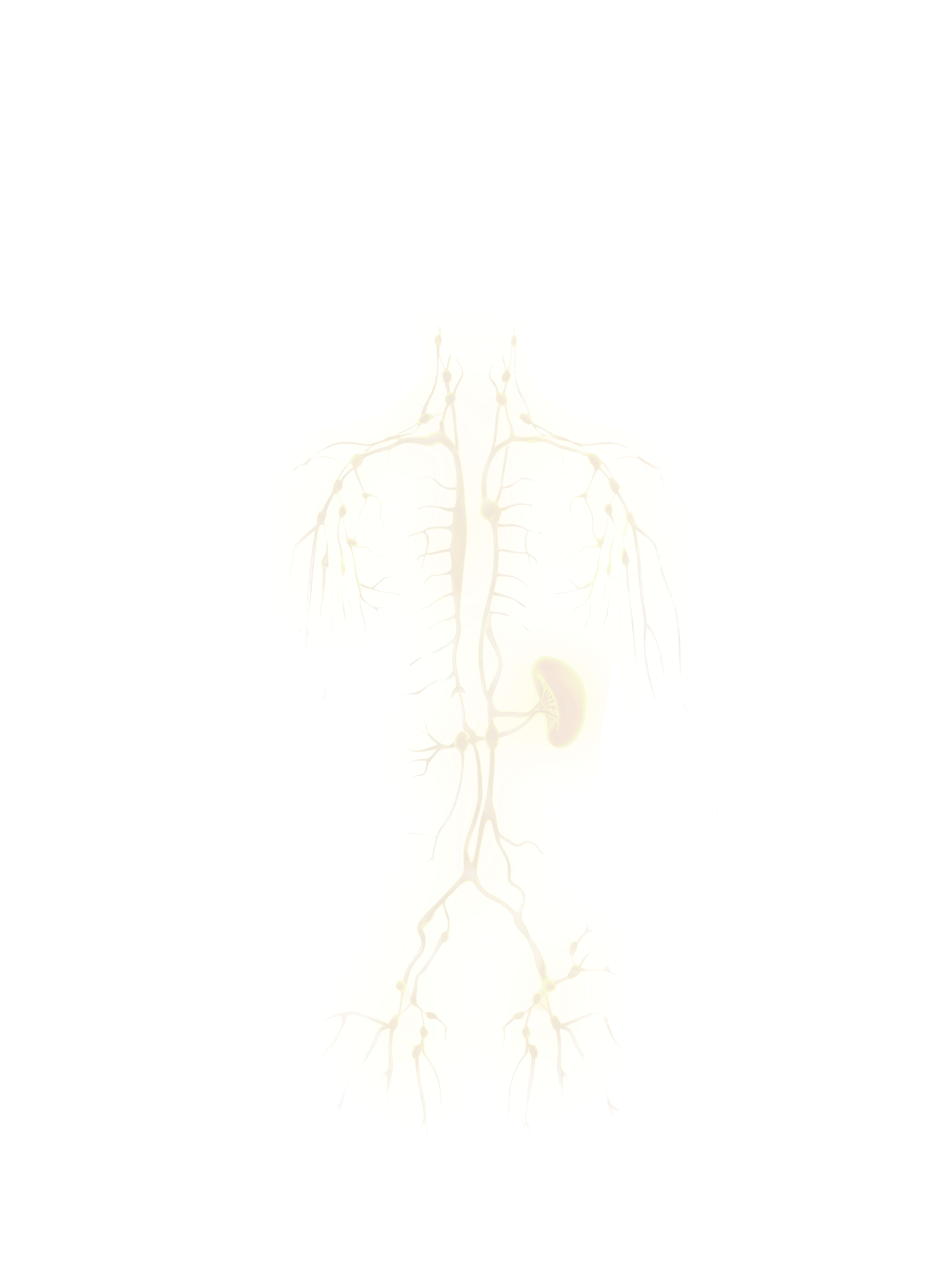 Lymphatic System overlay